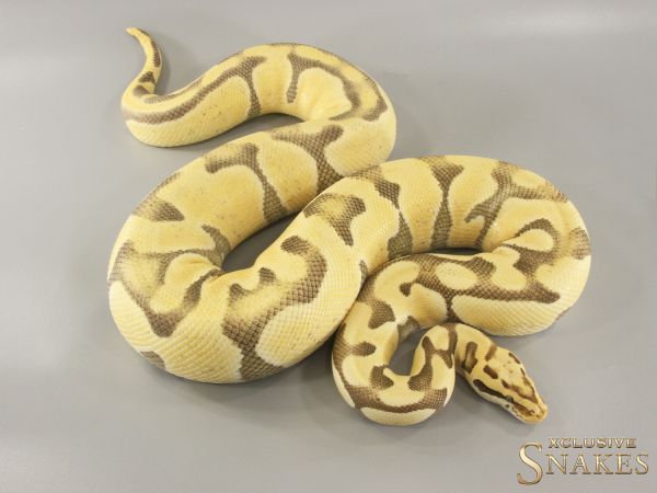 0.1 Pastel Enchi Mocha Desert Ghost 2019