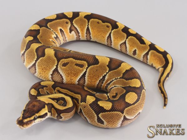 0.1 Enchi Special het Clown 2023