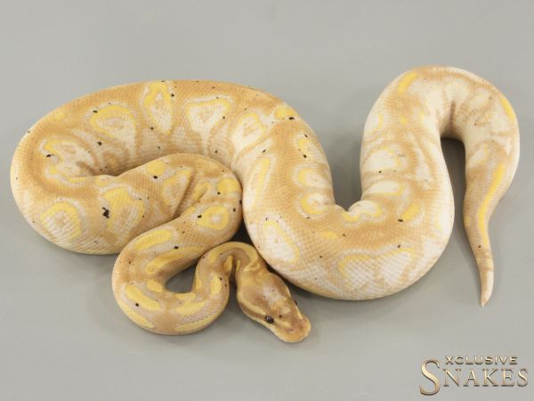 0.1 Banana Calico Black Head Gravel pos Enchi 2023