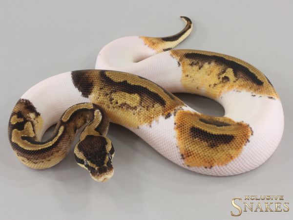 0.1 Pastel Piebald 2024