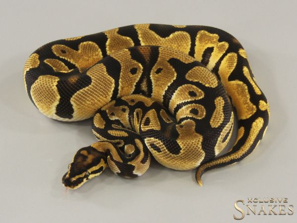 1.0 Orange Dream triple het Hypo Clown Piebald 2023