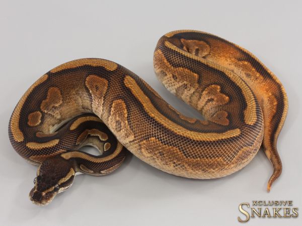 1.0 Copper Cinnamon Enchi het Piebald 2023