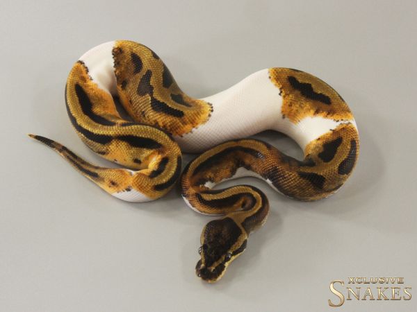 0.1 Piebald het Desert Ghost 2024