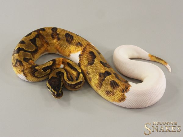 0.1 Enchi Piebald 2024