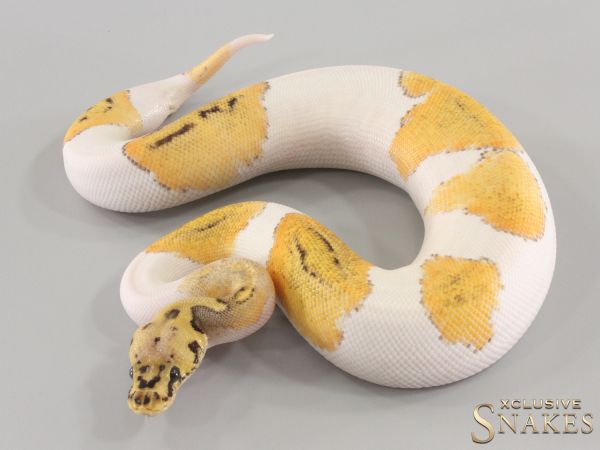 0.1 Pastel Enchi Orange Dream Clown Piebald 2023