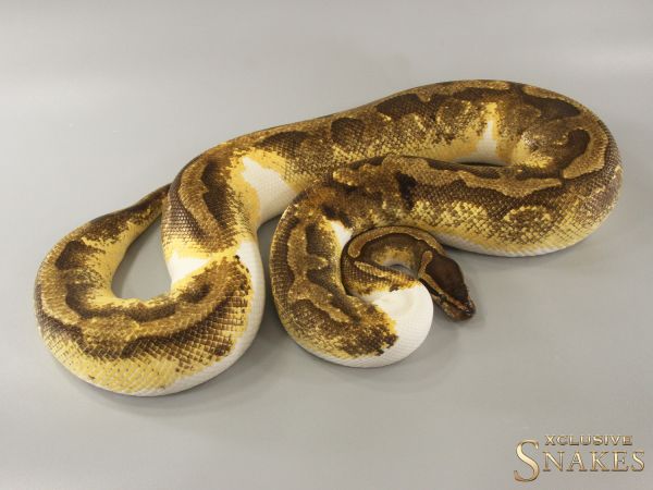 0.1 Enchi GeneX Piebald 2019