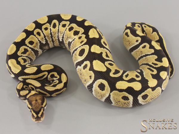 1.0 Desert Ghost double het Hypo Clown 2024