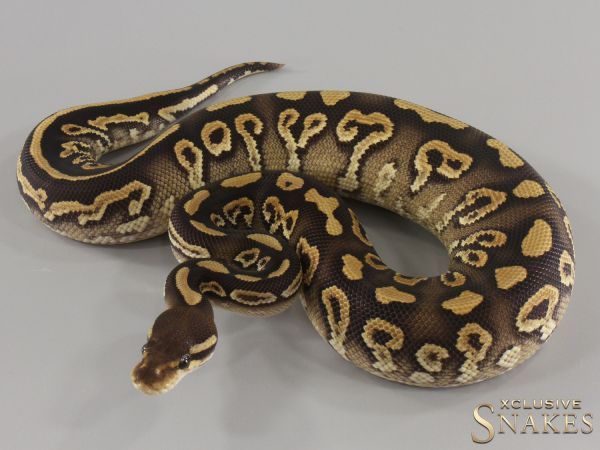 0.1 Wookie Gravel Mojave double het Desert Ghost Clown 2024