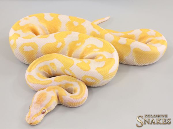 1.0 Lavender double het Clown Piebald 2023