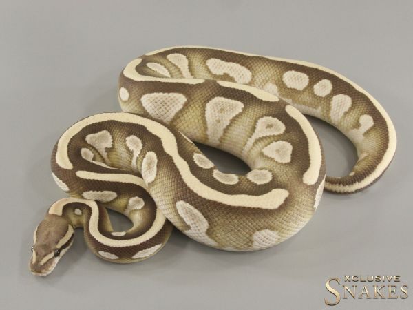 1.0 Mojave Desert Ghost het Piebald 2021 (840g) - [Shop Price 590€] - NO RESERVE!