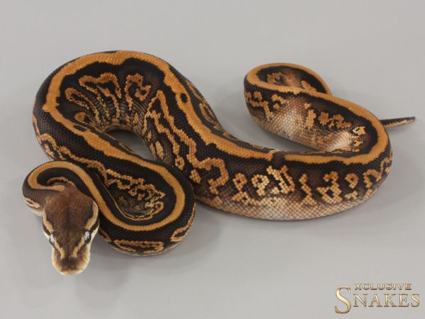 0.1 Black Pastel Special Leopard Gravel het Clown 2024