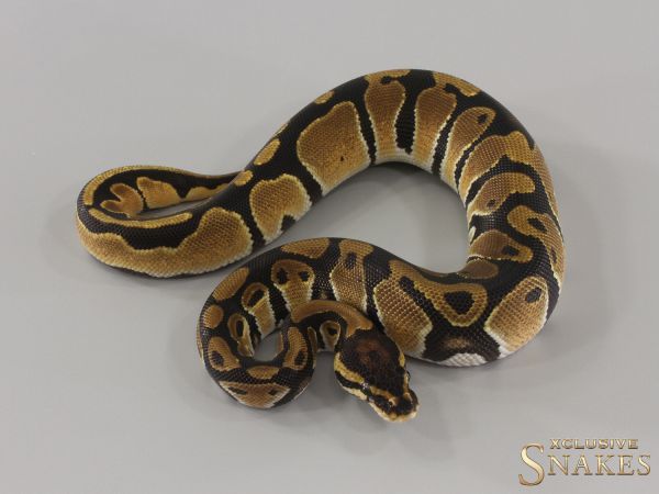 0.1 Orange Dream triple het Hypo Desert Ghost Piebald 2024