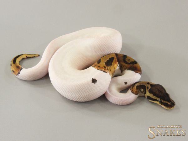 1.0 Pastel Piebald 2024