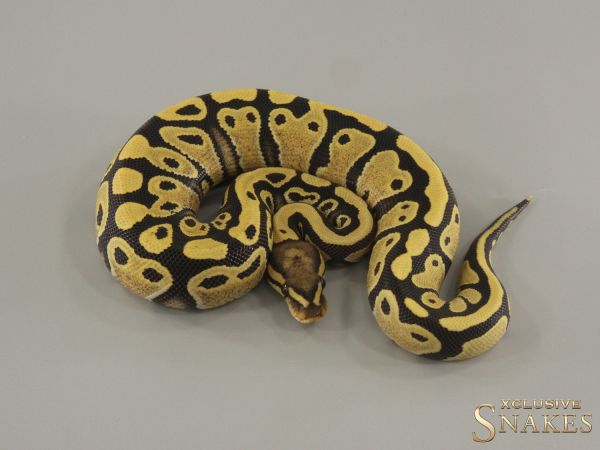 1.0 Desert Ghost het Piebald 2024