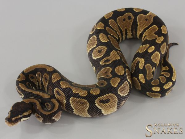 0.1 Gravel double het Desert Ghost Piebald 2024