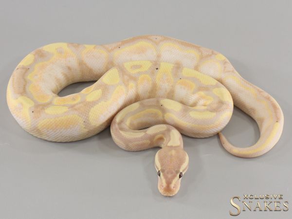 1.0 Banana Enchi Calico Desert Ghost 2024