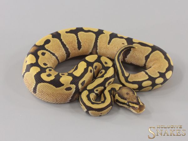 0.1 Vanilla Desert Ghost het Piebald 2024