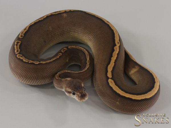 0.1 GHI Black Pastel Red Stripe Gravel het Clown 2024