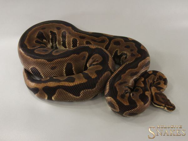 0.1 Leopard double het Clown Lavender 2015