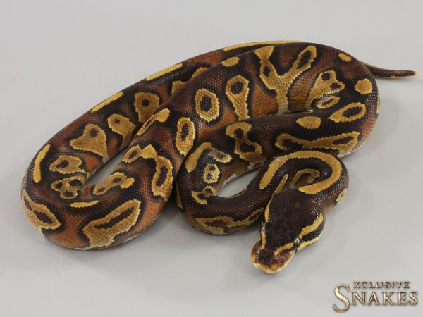 0.1 Black Head Enchi Special Gravel 2023