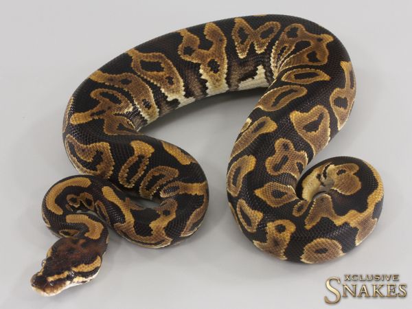 1.0 Leopard double het Hypo Clown 2023