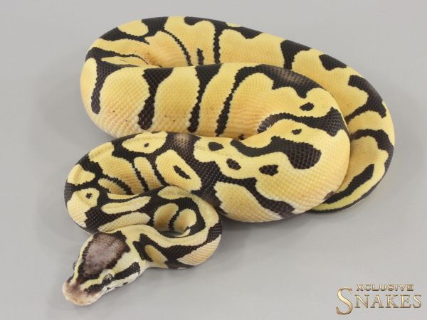 1.0 Pastel Desert Ghost het Piebald 2024