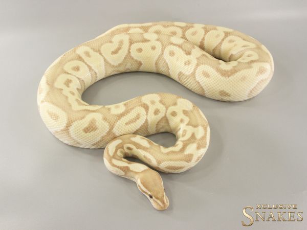 0.1 Banana Het Red Axanthic Desert Ghost 2020