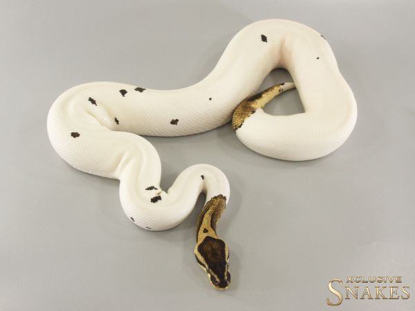 0.1 Pastel Piebald het Desert Ghost 2020