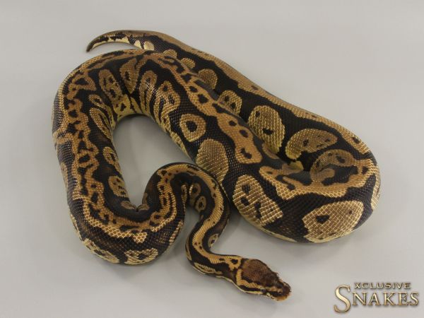 0.1 Pastel GHI Confusion het Hypo 2021 (1710g @12/2023)