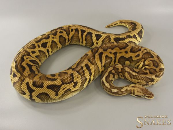 0.1 Pastel Leopard Special double het Desert Ghost Clown 2021 (2,7kg)