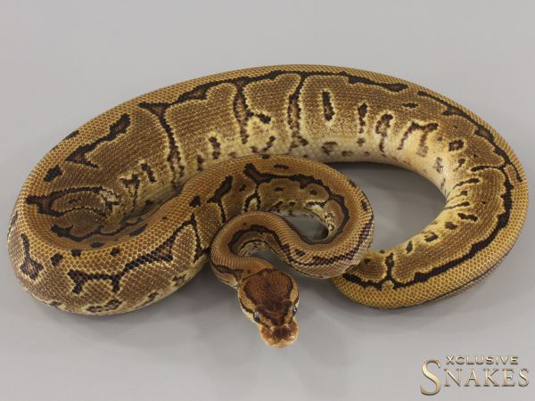 0.1 Pinstripe triple het Desert Ghost Clown Piebald 2024