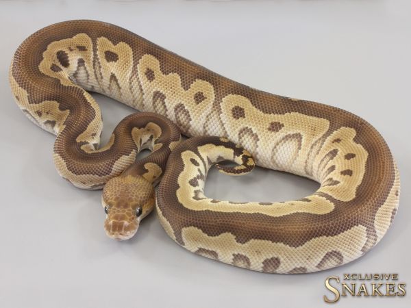 0.1 Mojave Clown het Desert Ghost 2023