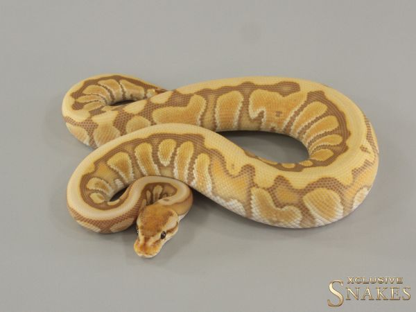 1.0 Hidden Gene Woma Ultramel het Clown 2024