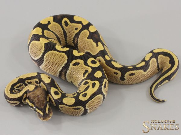 1.0 Desert Ghost het Piebald 2024