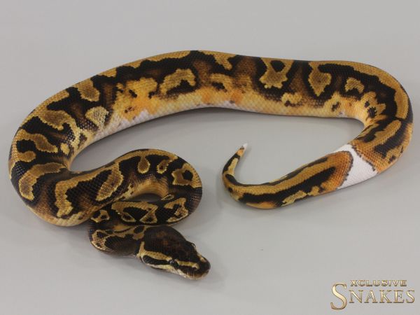 1.0 Piebald double het Lavender Clown 2024