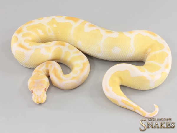 1.0 Albino Clown het Ultramel 2023