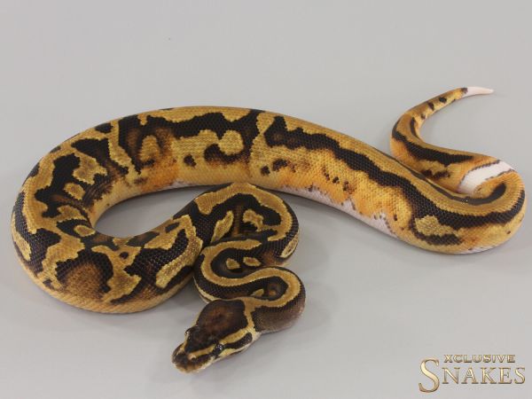 0.1 Piebald double het Lavender Clown 2024