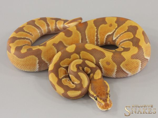 1.0 Enchi Ultramel het Clown 2024