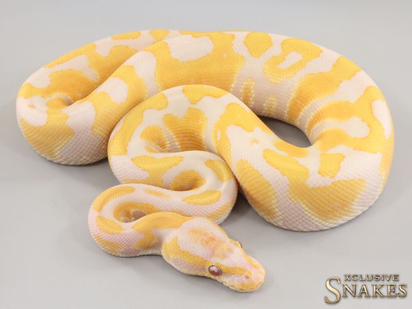 0.1 Lavender double het Clown Piebald 2023