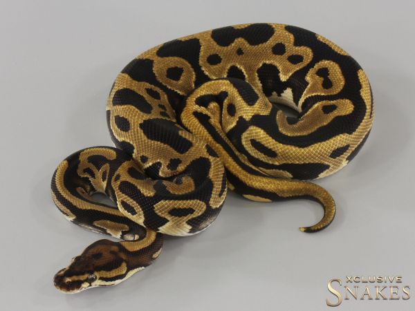 0.1 Leopard 66% triple het Desert Ghost Clown Piebald 2024