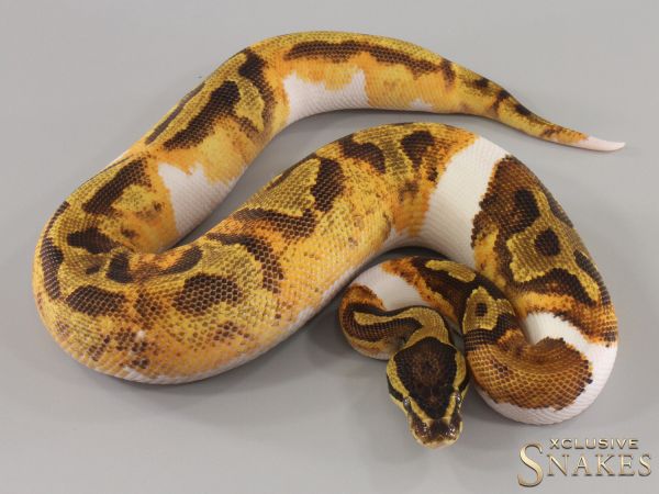 1.0 Enchi Gravel Piebald 2024