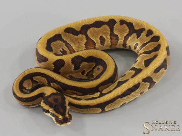 0.1 Enchi Copper Leopard Special double het Desert Ghost Piebald 2024