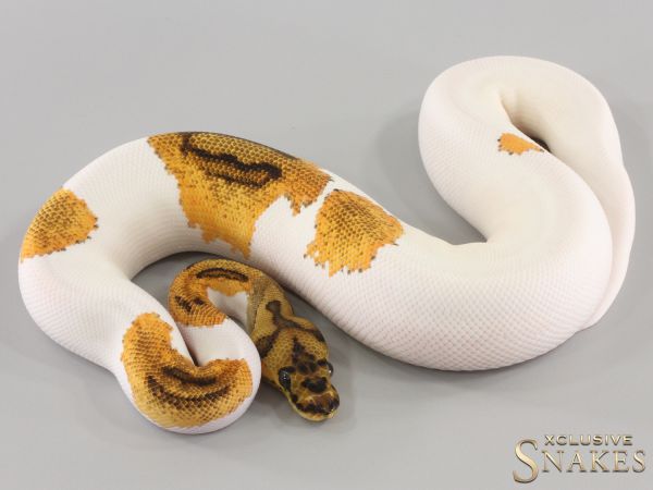 0.1 Orange Dream Yellow Belly Clown Piebald 2023