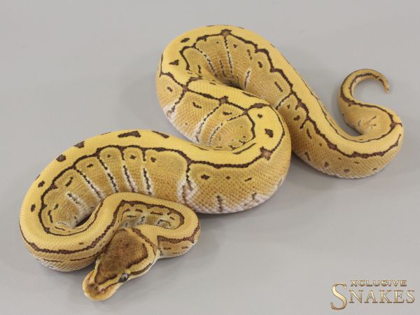 1.0 Pinstripe Desert Ghost het Piebald 2024