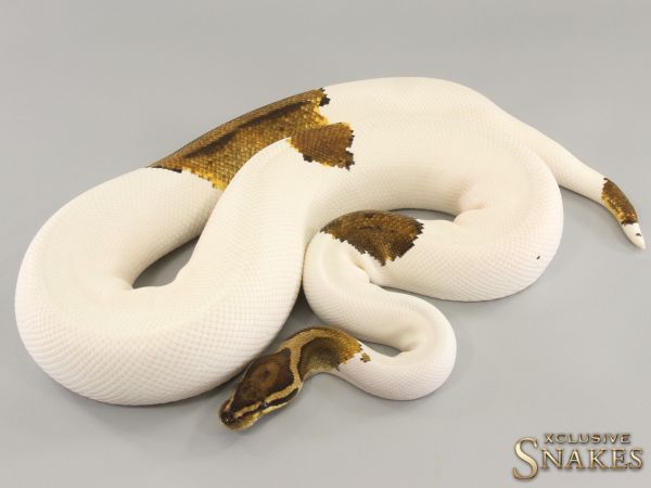 0.1 Yellow Belly Piebald 2019