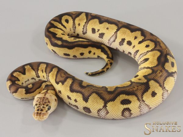 0.1 Pastel Clown het Ultramel 2024