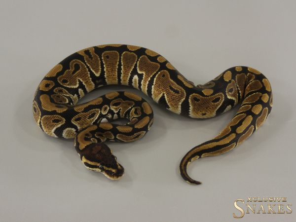 0.1 Triple het Hypo Desert Ghost Clown 2024