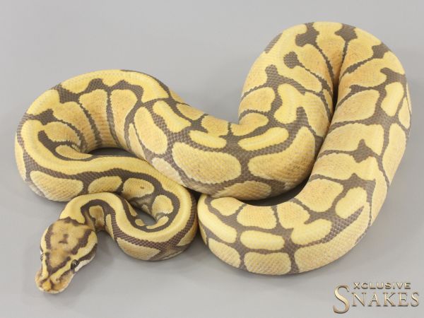 0.1 Enchi Spotnose Desert Ghost het Hypo 2023