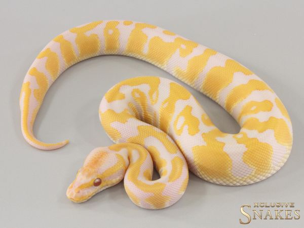 0.1 Lavender double het Clown Piebald 2024