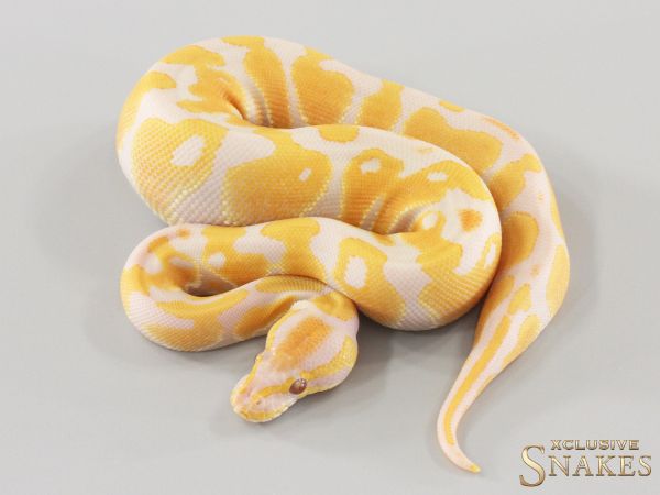 0.1 Lavender Albino 2023